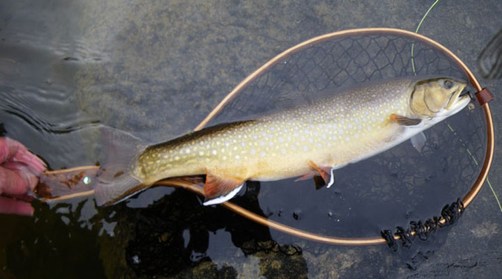 sutton river brook trout